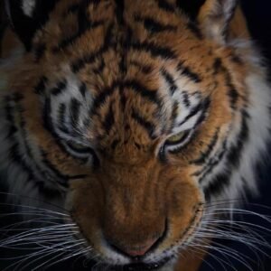 Siberian Tiger - Infinity
