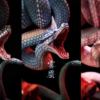 Crystal Horned Python - Toothfairy